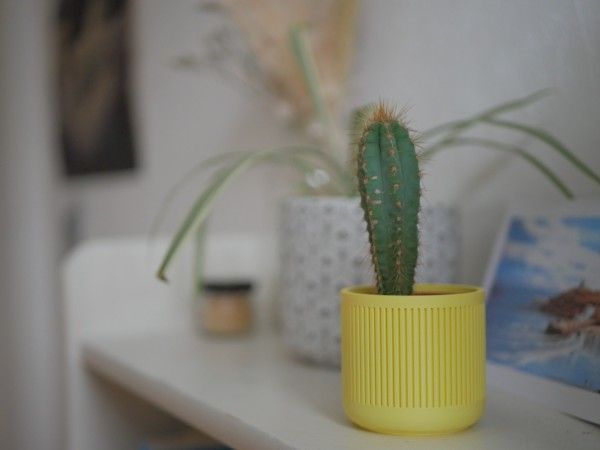 Pot décoratif / Cache-pot pour Cactus ou succulente - Édition