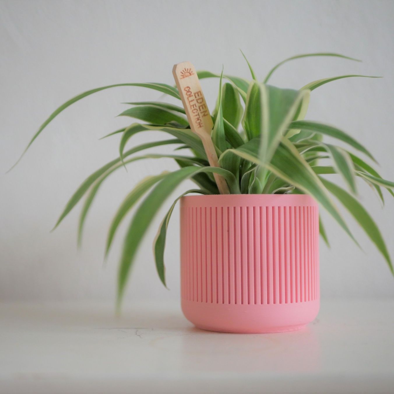 Pot décoratif / Cache-pot pour Cactus ou succulente - Édition Pastel Rose