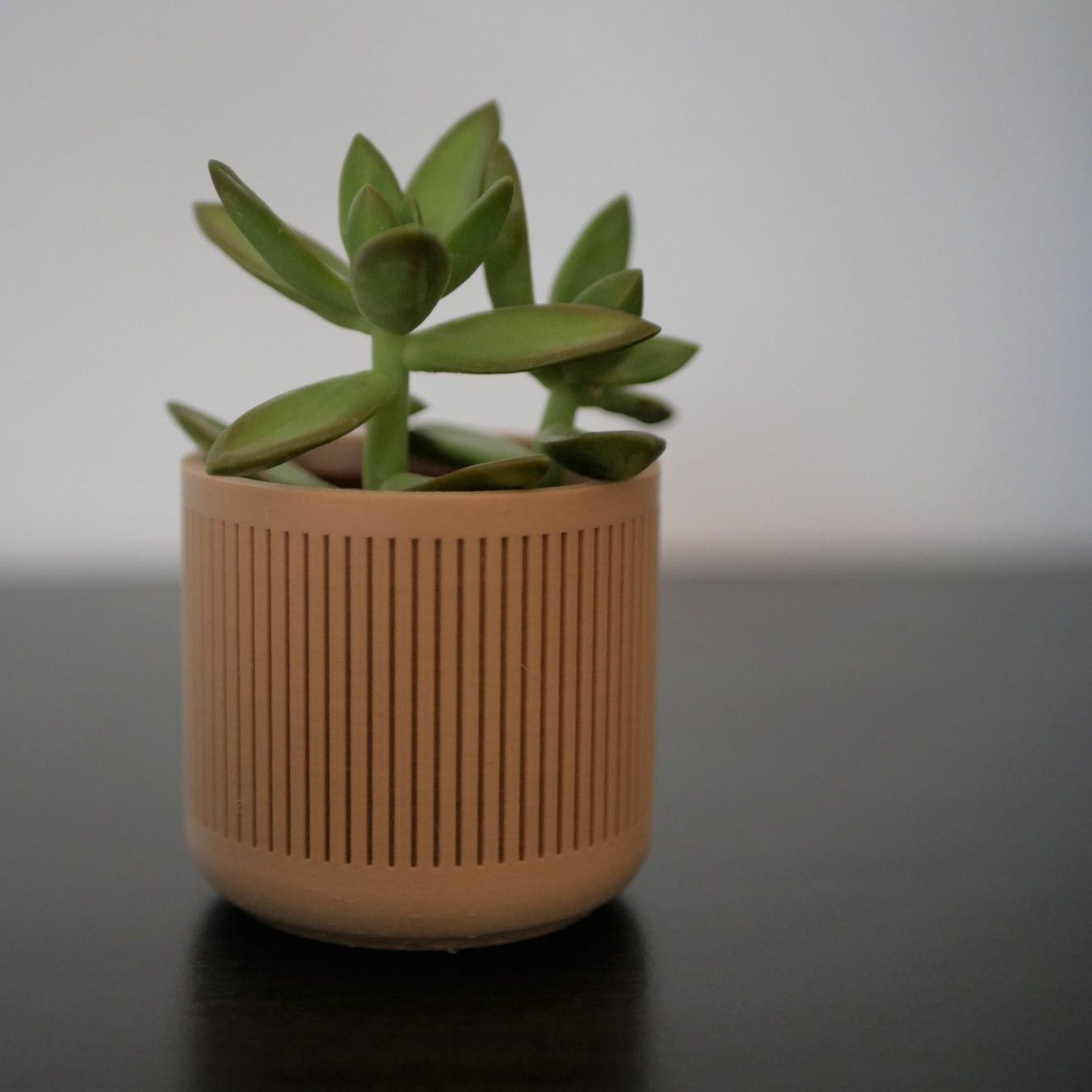 Pot décoratif / Cache-pot pour Cactus ou succulente - Bois
